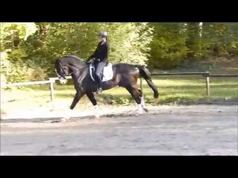 For Joy (Feedback x Donnerbube II) verkauft / sold!