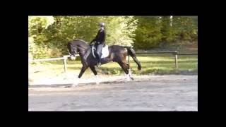 Video von For Joy 37