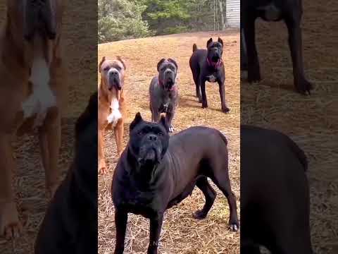 Bad Day in Office 😂😂😂💔 #kadusko #kadus #comedy #trendingshorts