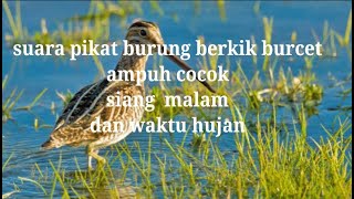 Download lagu Suara pikat burung berkik ,burcet ampuh betina jantan cocok siang malam dan waktu hujan. mp3