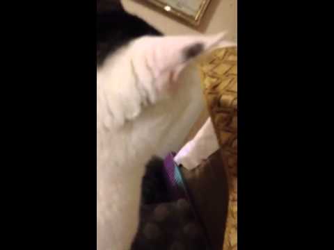 "Jojee the cat" you know better than that