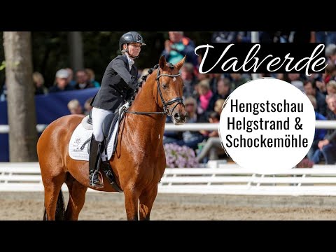 Valverde 🌟 (Vitalis x Ampere) | Hengstschau Helgstrand und Schockemöhle | Unser Bundeschampion!