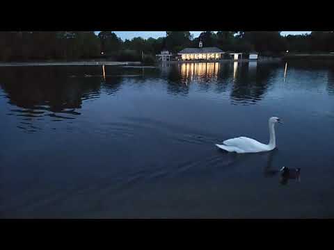 El Cisne Juan D'Arienzo Instrumental 1938