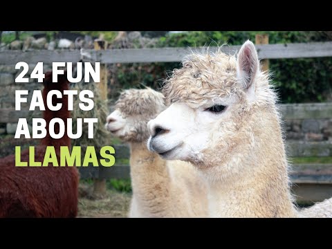 24 Fun Facts About Llamas