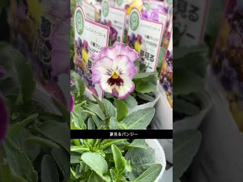 ラナンキュラスの茂み 植物