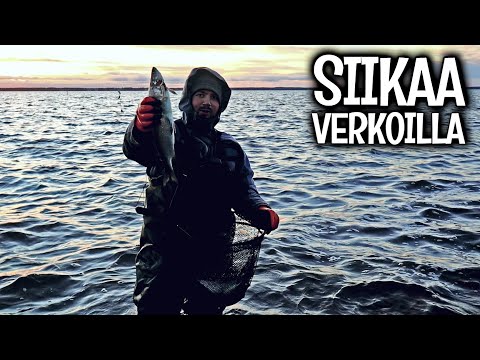 SIIKAA JA KUHAA VERKOILLA MERELTÄ