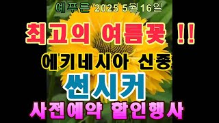 25년5.16) 에키네시아 신종 썬시커 사전판매 할인 행사