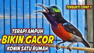 Download lagu KOLIBRI NINJA GACOR FULL MATERI ISIAN ROLL TEMBAK MEWAH !! PANCINGAN KONIN BAHAN AGAR CEPAT EMOSI mp3
