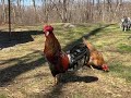 Rooster Warning Call to Hens