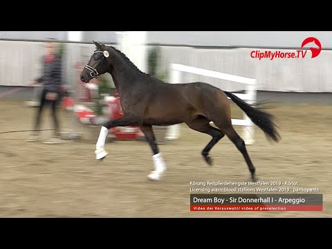 Hengst v. Dream Boy - Sir Donnerhall I - Arpeggio