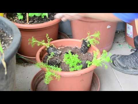 Kamille pflanzen - BalkonGarten