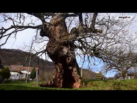 NAJSTARIJI HRAST NA BALKANU