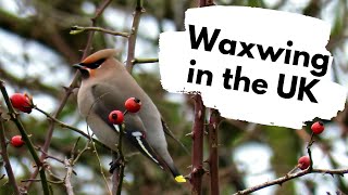 Waxwings in the UK - A British Wildlife Walk