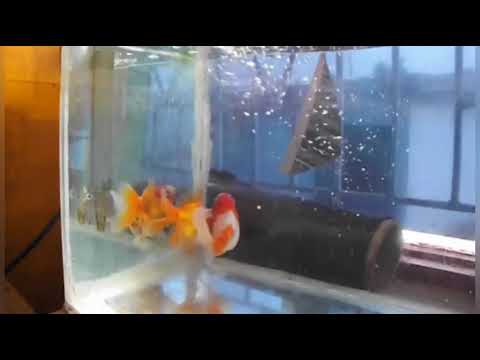 Goldfish Bullying or Spawning Time??