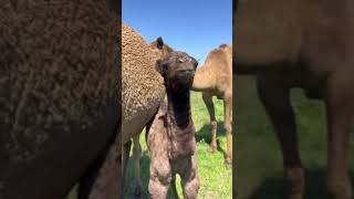 Camel Born Baby Camel #Shorts #camels