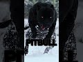 THE TOP 5 BEST GUARD DOGS