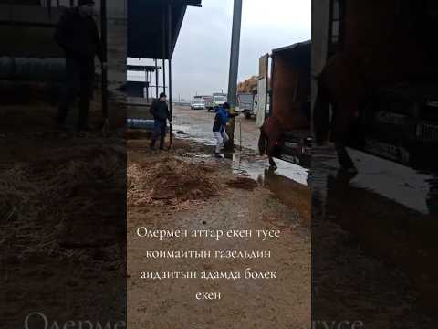 Малбазардағы Тайларды түсіру ебін тапсаң емерсің #shortvideo #атбазар #reels #shorts