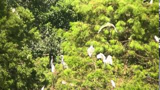 Port Royal, Cypress Wetlands: A Rookery for Marsh Birds 2014