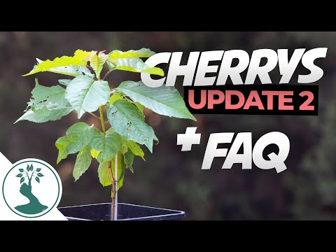 Questions People Ask When growing Cherry Trees From Seed - Cherry Tree From Seed Update 2
