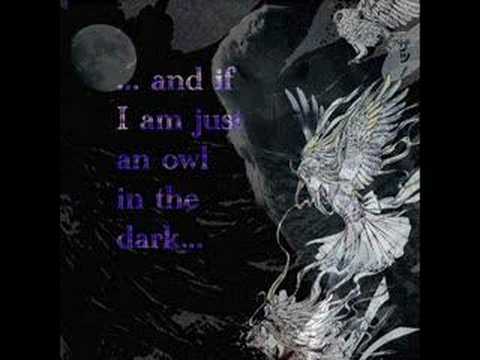 owl in the dark