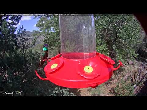 Rivoli's Hummingbird Looking Magnificent — July 19, 2018