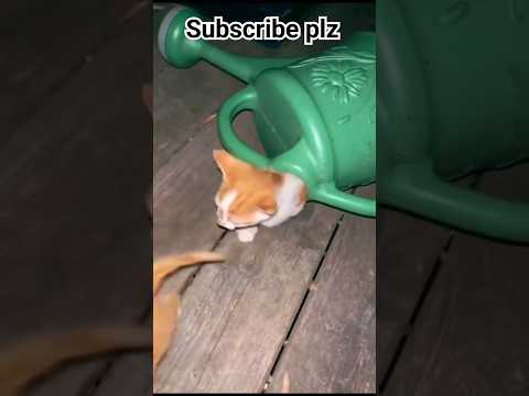 Cats 🐈 playing #shorts #youtubeshorts #viral #mifrah #maleeha