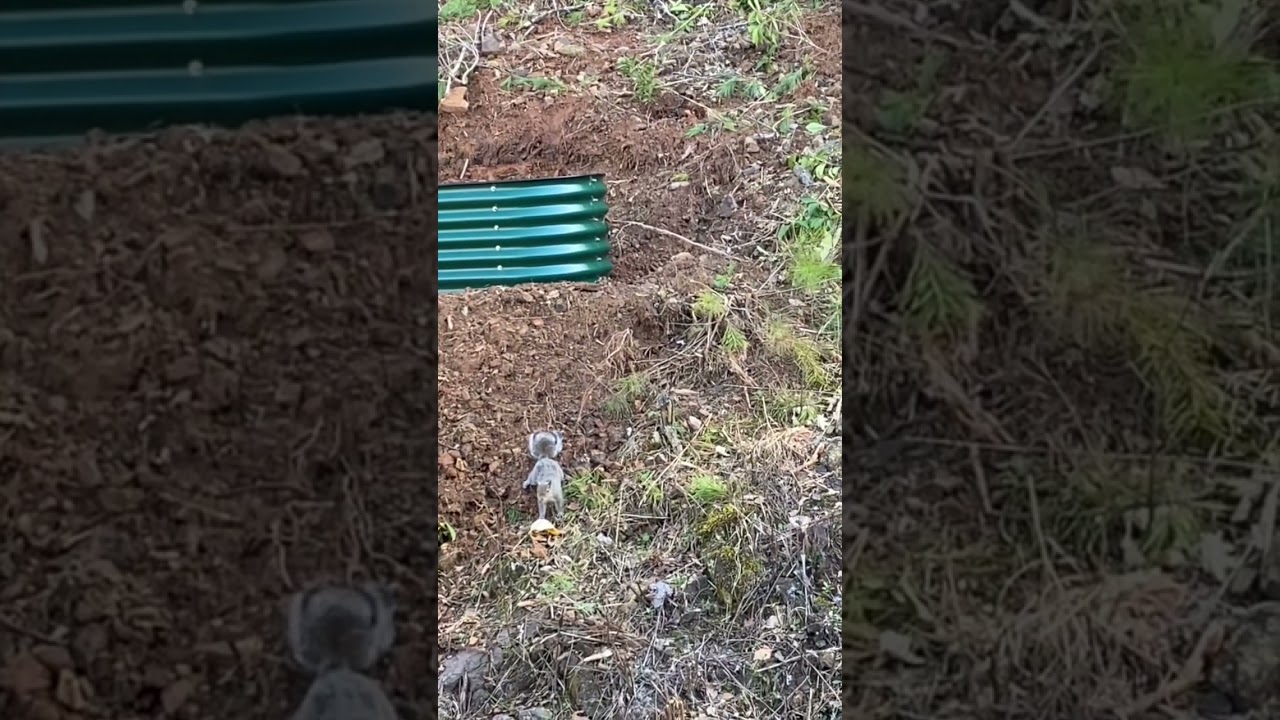 Do Squirrels Eat Banana Peels? Exploring the Eating Habits of Squirrels