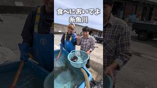 今月の珍魚!１年に数匹のレア魚#漁師の日常 #漁師 #旨い魚