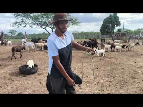 FLÁVIO CAGACELLA ARRUMOU UMA NAMORADA EM CUBATI NA PARAÍBA É AMOR DEMAIS GENTE ELE ESTÁ TODO MORDID