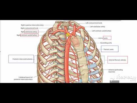 Breast blood supply 2