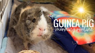 Guinea Pig Morning Routine || Summer 2023
