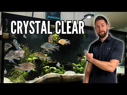 How to Keep Crystal Clear Aquarium Water