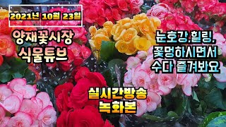 2021년 10월 23일 토요일  예쁜식물 보면서  수다떨어봐요 #양재꽃시장 #식물튜브