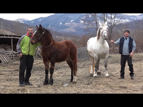 Caii lui Daniel de la Salciua, Alba - 2022 Nou!!!