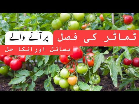 Tomato crop problems and their solution  || khushaal kisaan