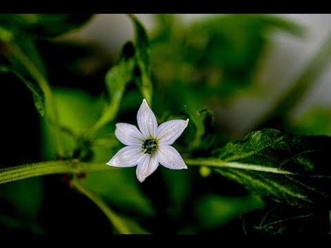 Chilli flower photography