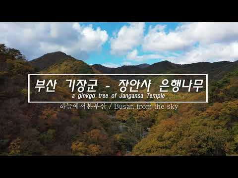 장안사 은행나무