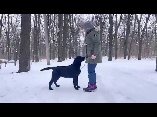 Labrador Retriever puppy for sale