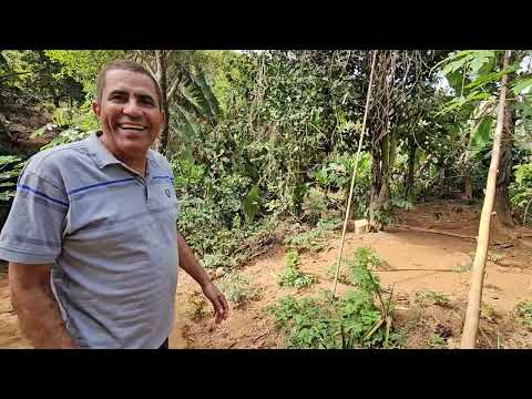 Ervas Medicinais - Açucena-Minas Gerais.