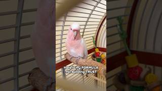 My Formula for Building Trust With a NEW Parrot
