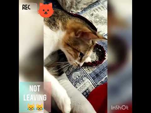 MY CUTTIE PIE ❤️ || CANDY 🍭