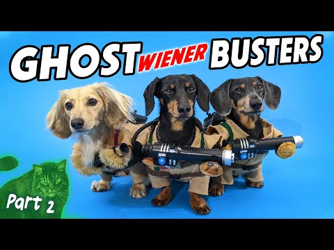 GHOSTWIENERBUSTERS Part 2 - How to Catch a Ghost Cat! 👻