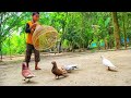 Amazing Pigeon Trapping technique | Boy Catching Bird With Fishing Tools Polo