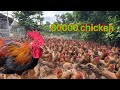 Chicken Farming How To Raise 8000 Chickens For Business Building A Chicken Coop