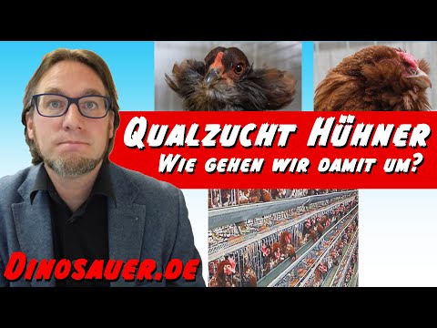 , title : 'Qualzucht Hühner Tierschutzgesetz § 11 b'