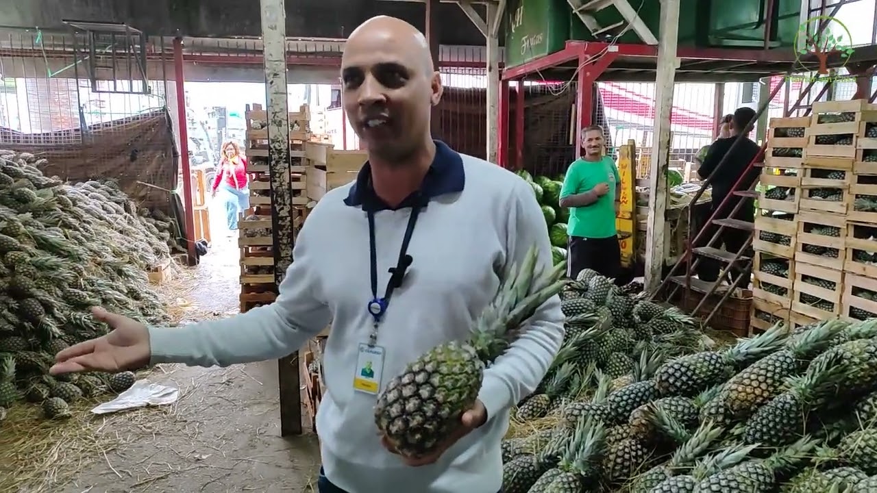 Abacaxi Madura entenda no tur pelo Ceagesp SP