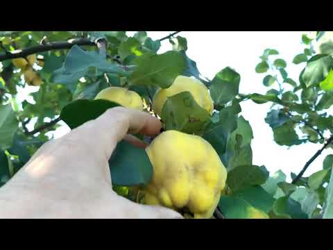 фото лимонник китайский. айва древовидная 0