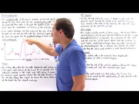 Introduction to Electrocardiogram