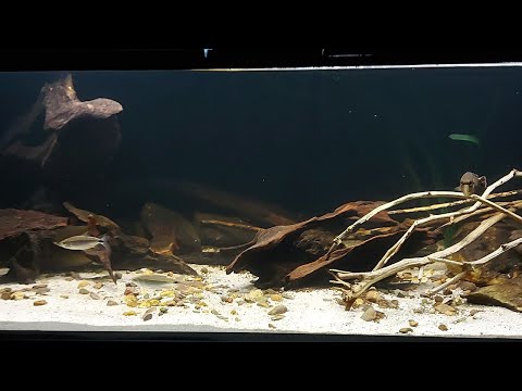 Lefini Biotope redone