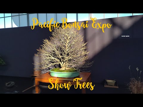 Pacific Bonsai Expo Part 2 Show Trees